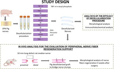 Exploring an innovative decellularization protocol for porcine nerve grafts: a translational approach to peripheral nerve repair